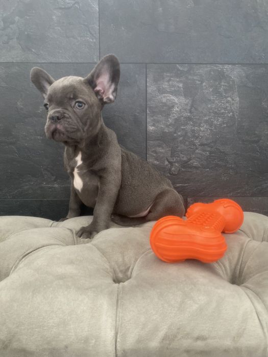 Очень добрый, нежный и ласковый мальчик, голубой французский бульдог