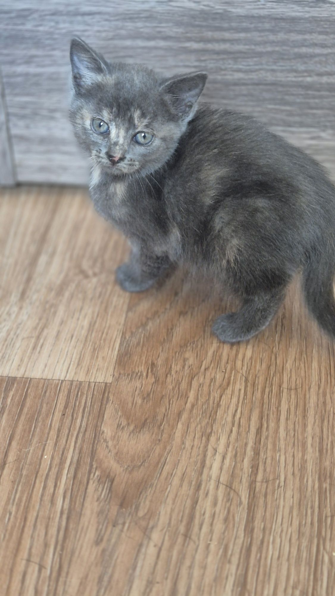 Кошеня дівчинка 2 місяці