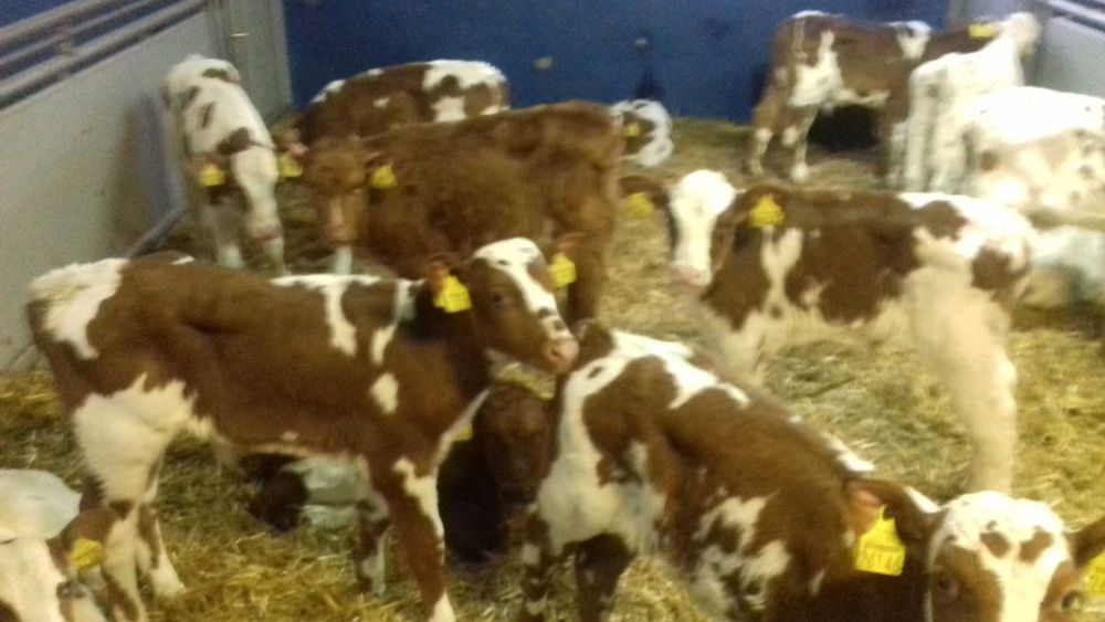 Cielęta, cielaki, byczki oraz jałówki mięsne, MM,MS,HF transport