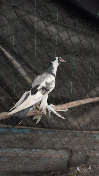 Pombos papo de vento