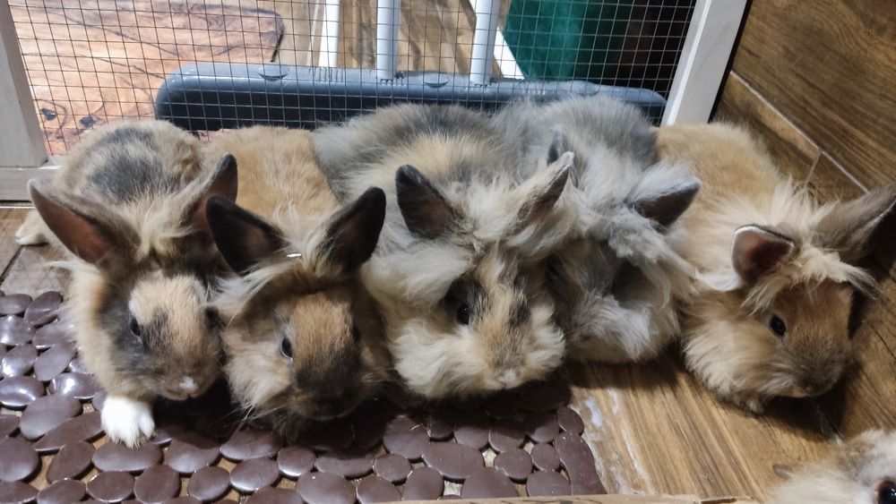 Królik / króliczek szuka kochającego domu