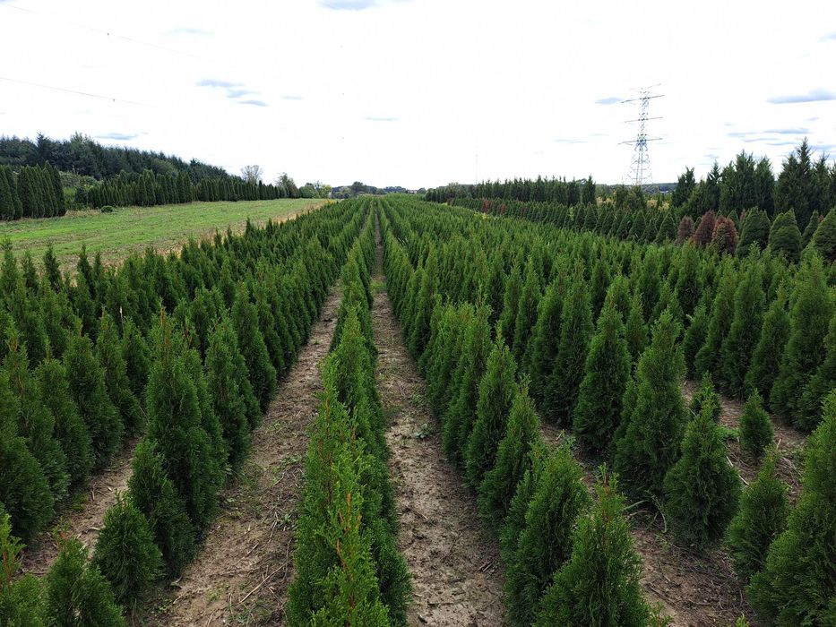 Tuja Szmaragd  80cm-180 cm (Aureospicata 100cm-160cm)