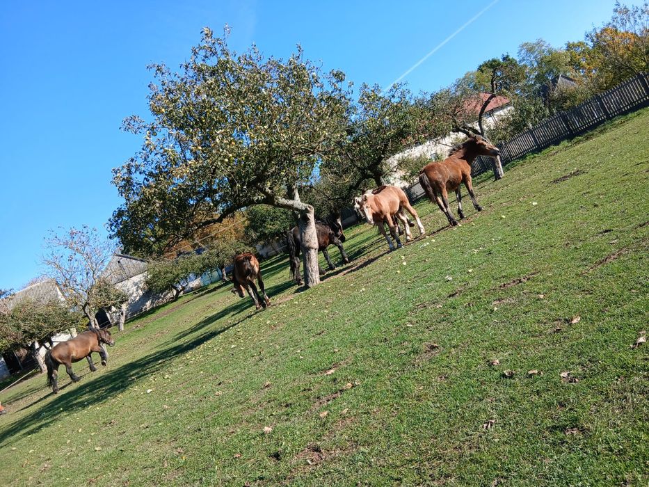 Ogierek zimnokrwisty