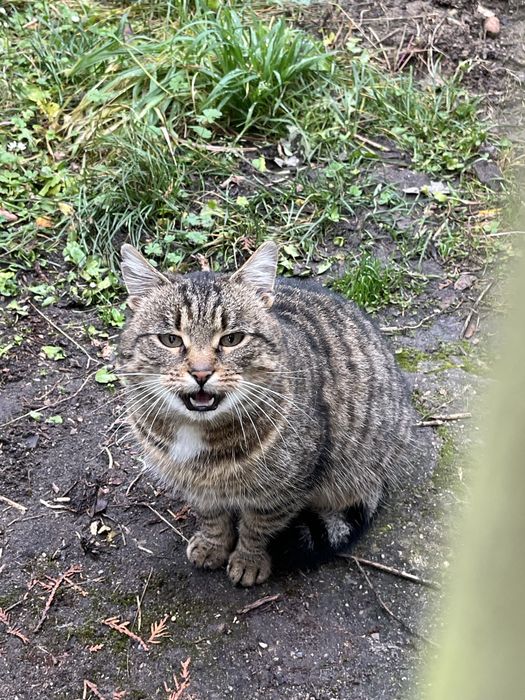 Bury kot szuka domu!