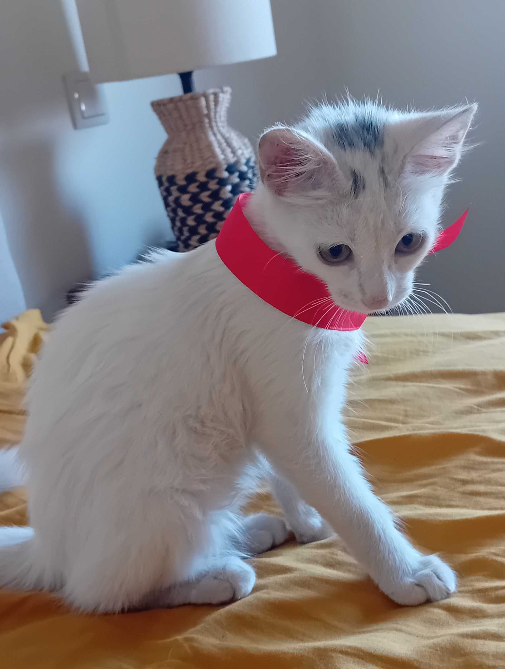 Gatinha linda para adoção responsável