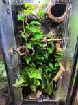 Pack de plantas pothos 3x (Epipremnum) Terrários répteis Paludários