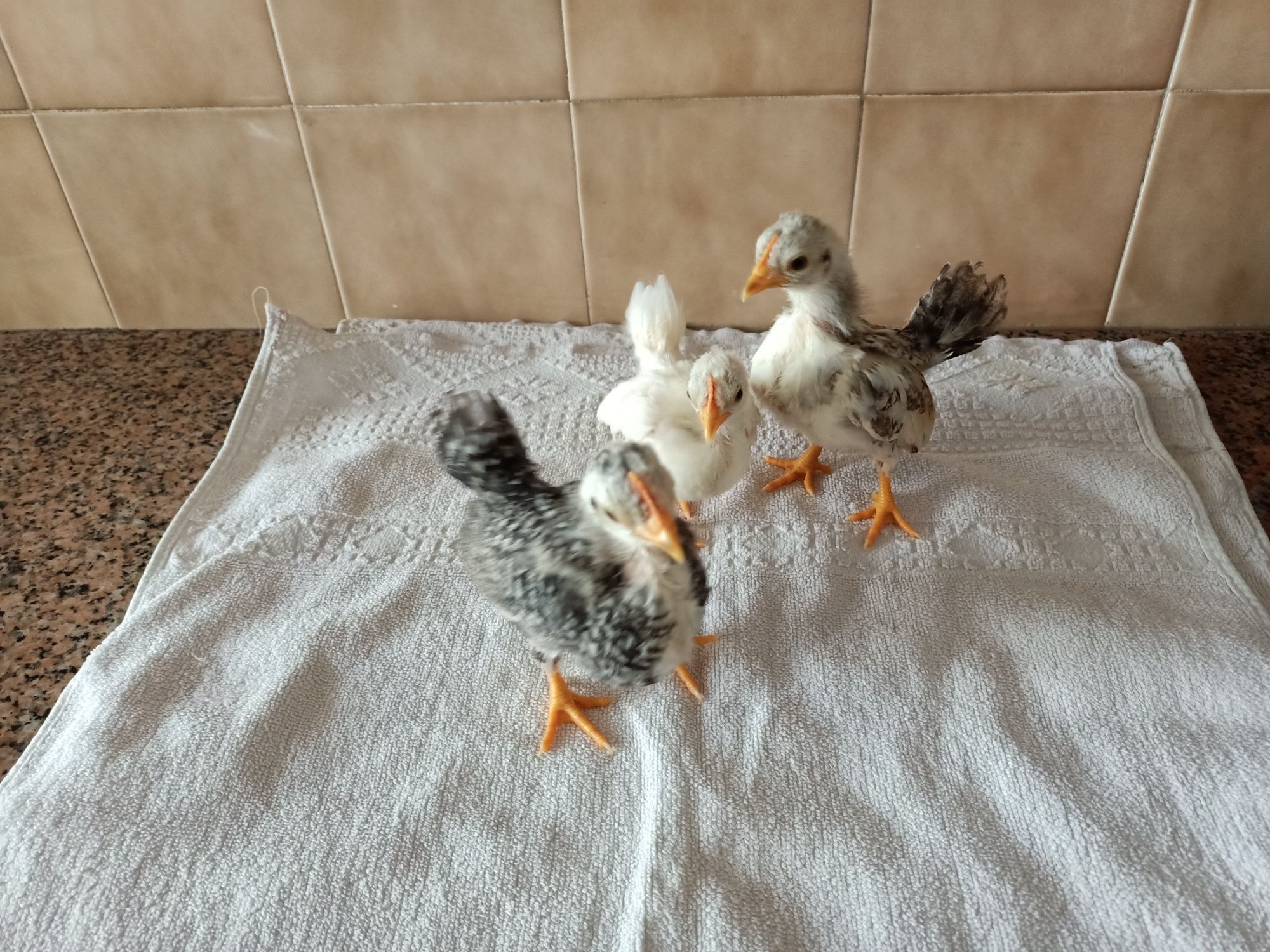 Galinha pintos serâmas aves galos