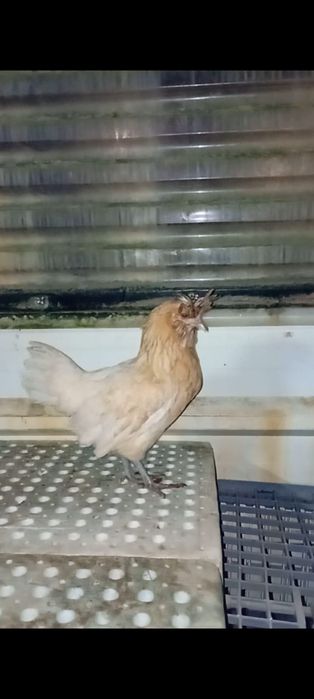 Galinhas Paduanas Camurça