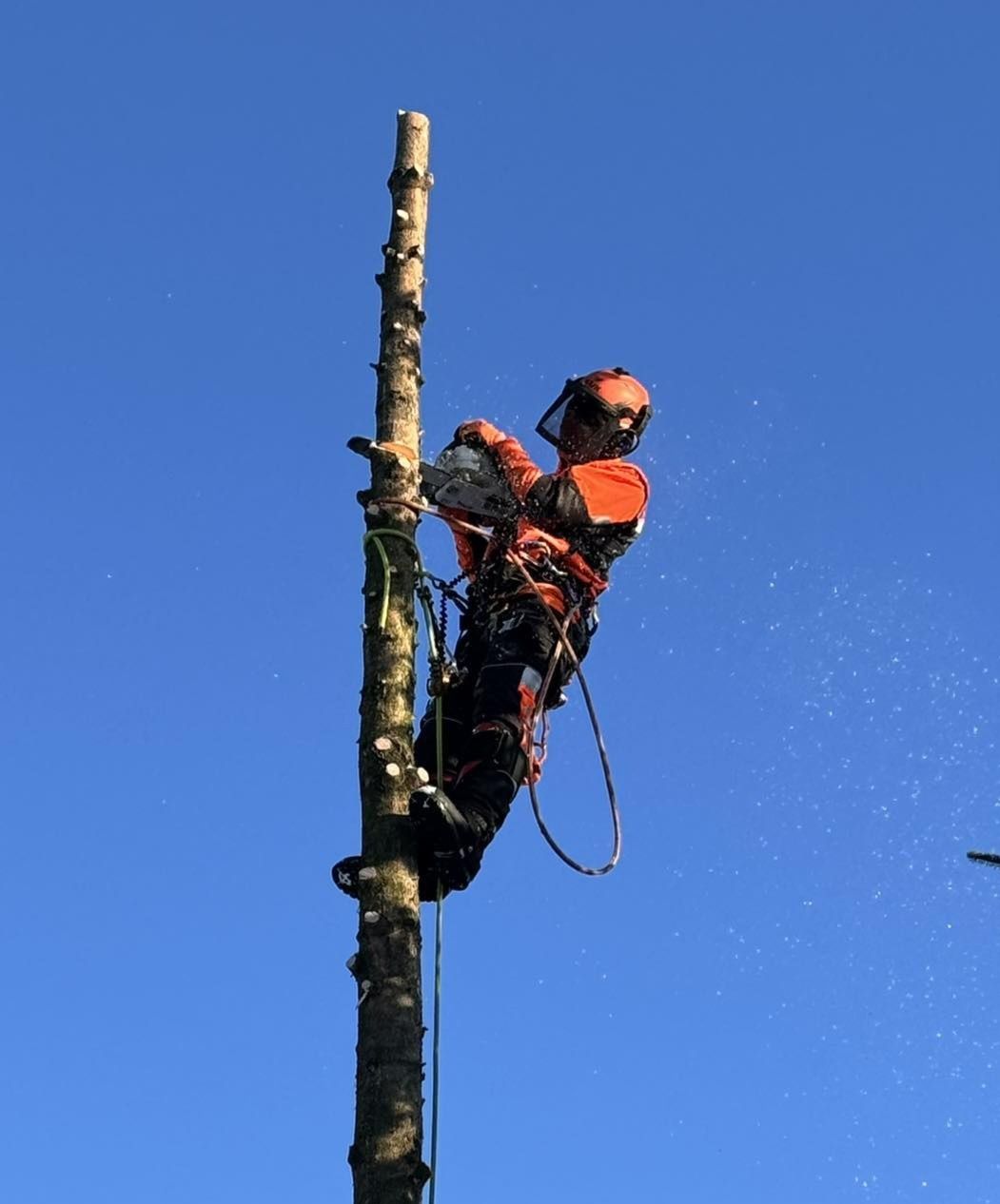Wycinka Drzew Pielęgnacja Przycinka Drzew Arborysta Karczowanie Łask