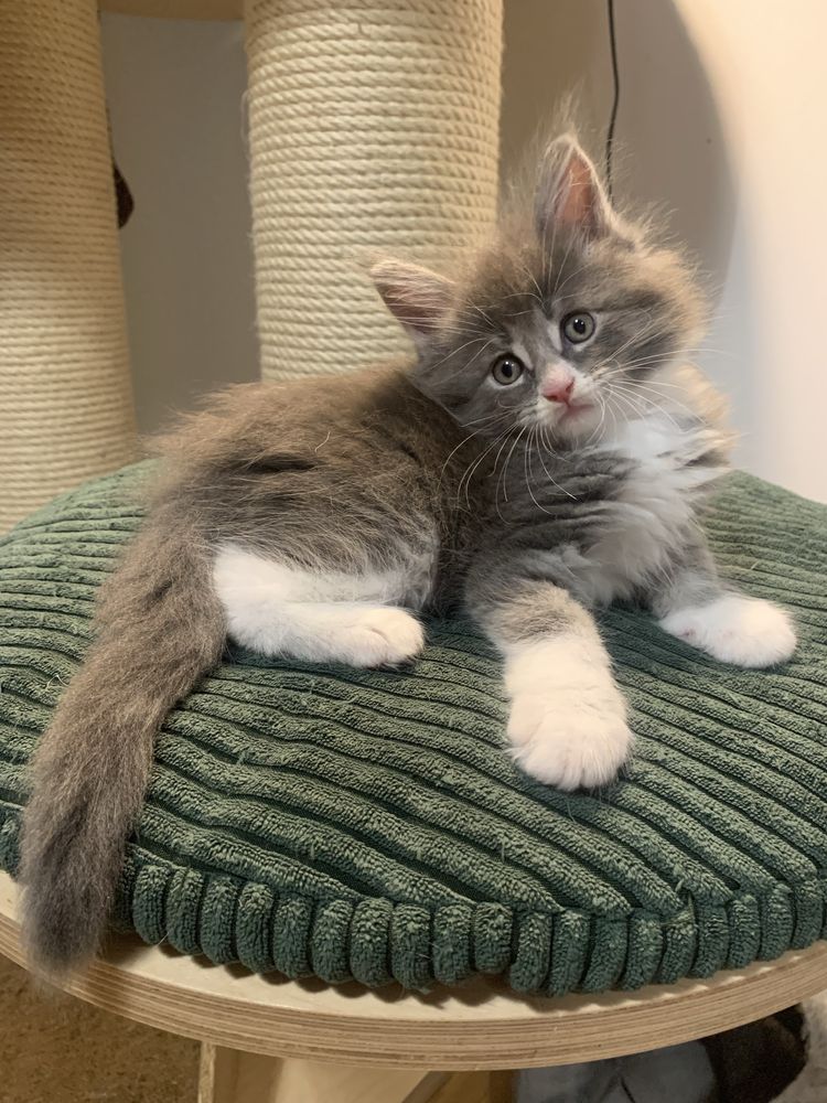 Rezerwacja Kocięta koty i kocice Maine Coon