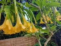 Datura 1szt żółta