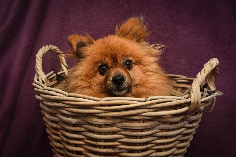 Szpic miniaturowy pomeranian do adopcji, piękny, rudy chłopak