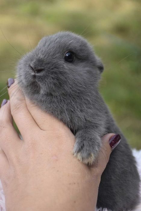 Karzełki niderlandzkie / mini króliczki / prawdziwe maluszki