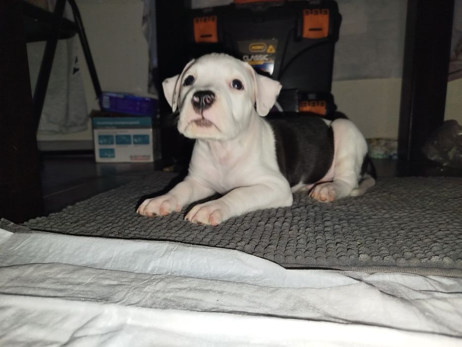 Продам цуценят Амстафа