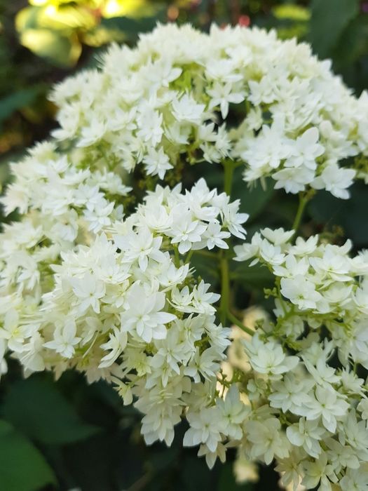 Древовидная гортензия Hayes Starburst и Magical Pinkerbell