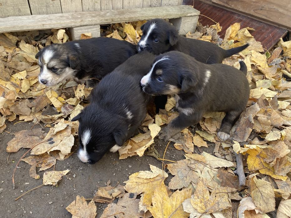 Песик, собачка в добрі руки