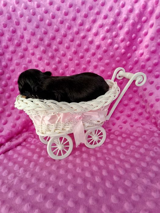 Czarna suczka rasy Shih-Tzu