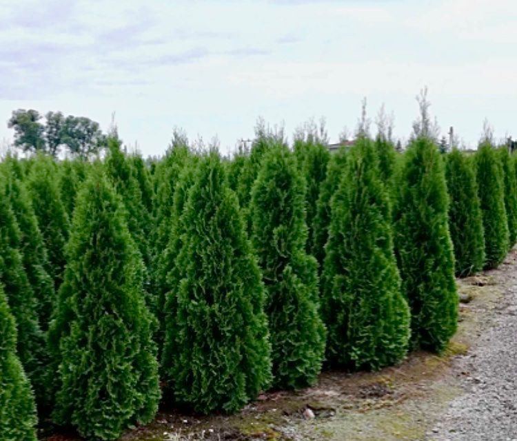 Tuja szmaragd, tuje od 60 do 250 cm! Thuja brabant do 200