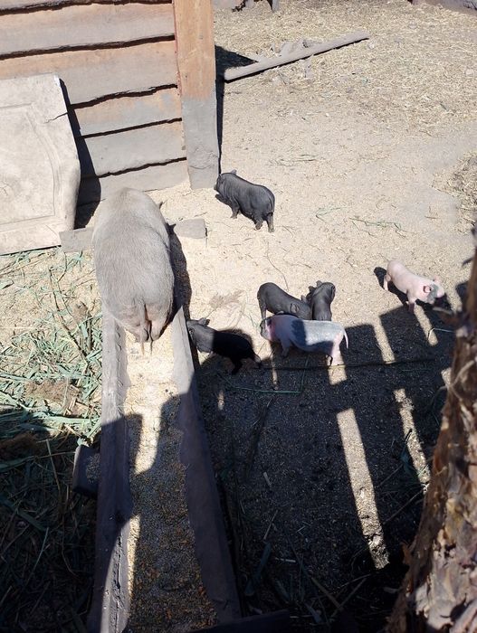 Єко ферма. Реалізує..Мініпіги. карликові