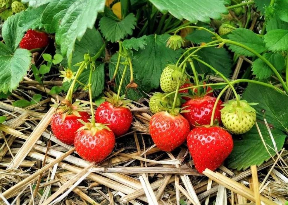 400szt sadzonki truskawek HONEOYE hanoj szkółka