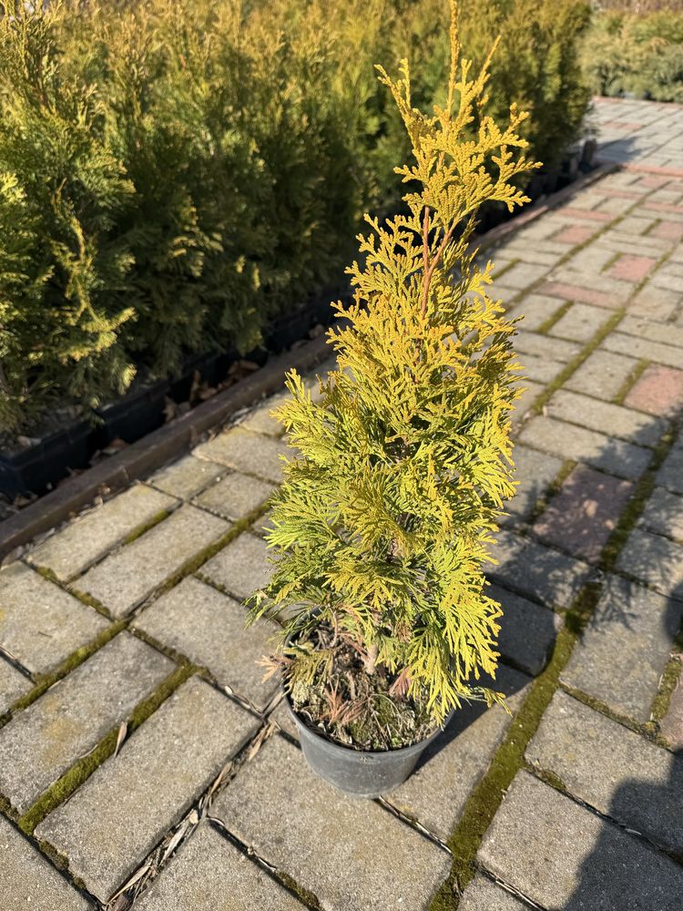 Hurt detal thuja szmaragdowa szmaragd