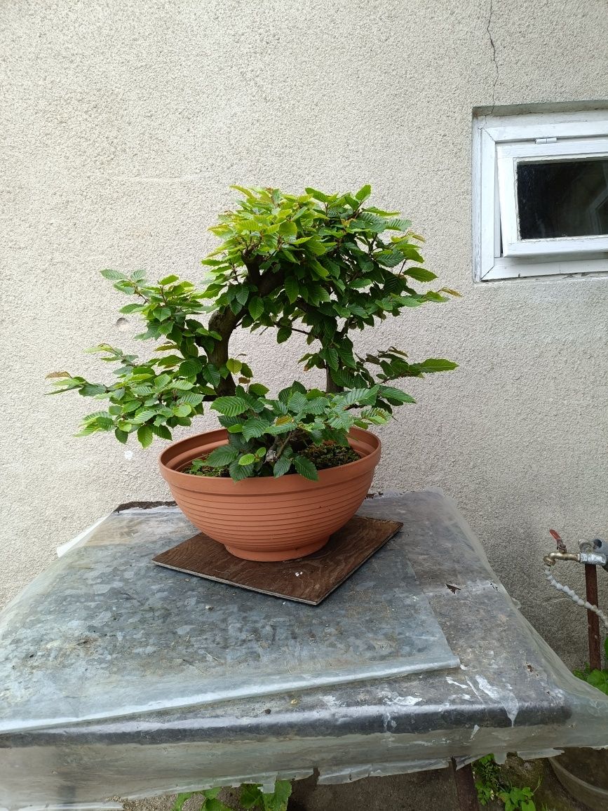 Drzewko Bonsai Dąb