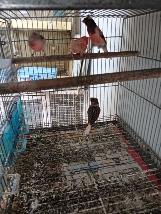 Vendo Canários novos