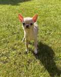 Chihuahua piesek z rodowodem Chi