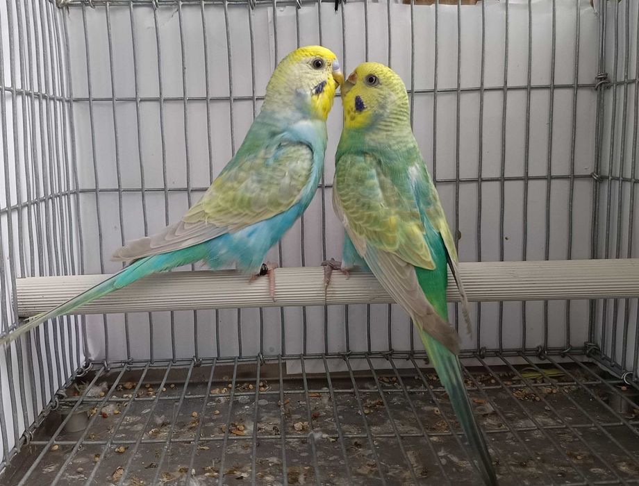 Periquitos arco-íris