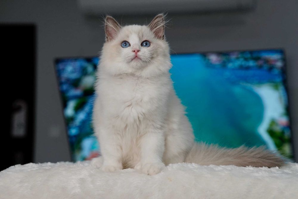 Ragdoll kotek dla ciebie