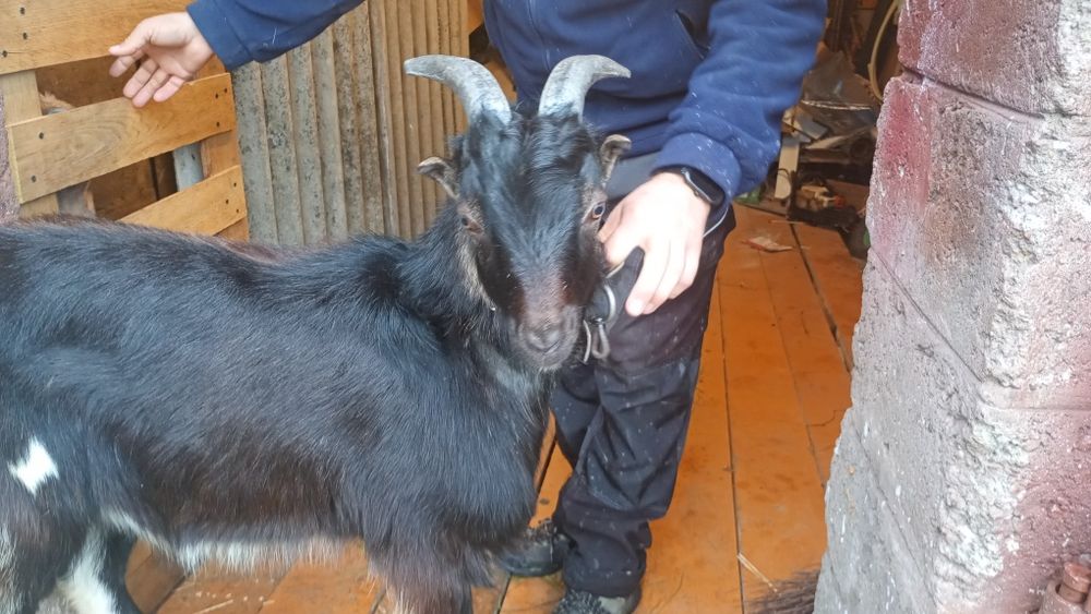 Koza cap 6 miesięcy