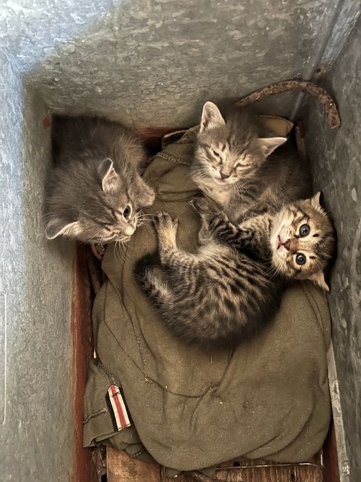 Duas gatinhas cinzentas muito peludas