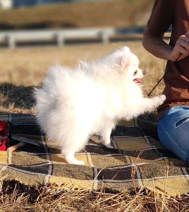 Белоснежная пушистая маленькая Цвергшпиц девочка в любимцы