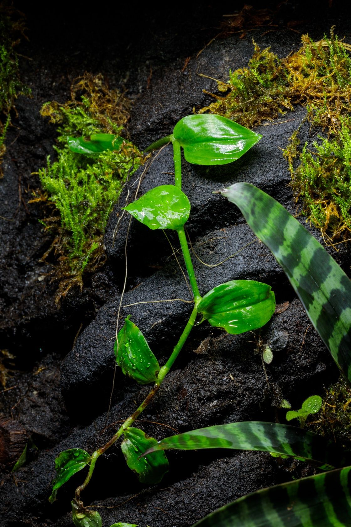 Terrarium 40x40x60 dla gekona