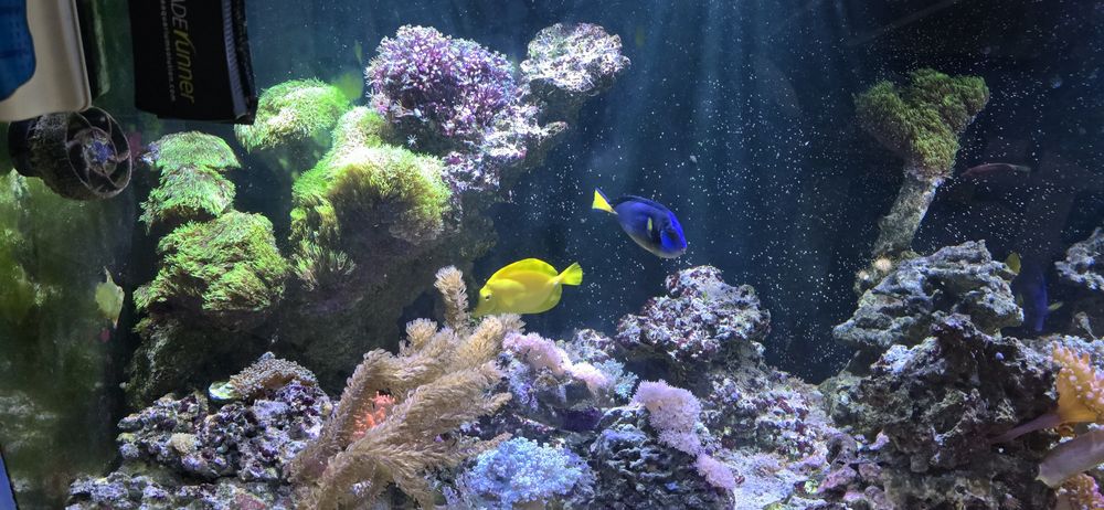 Skała morska ze zbiornika 600l