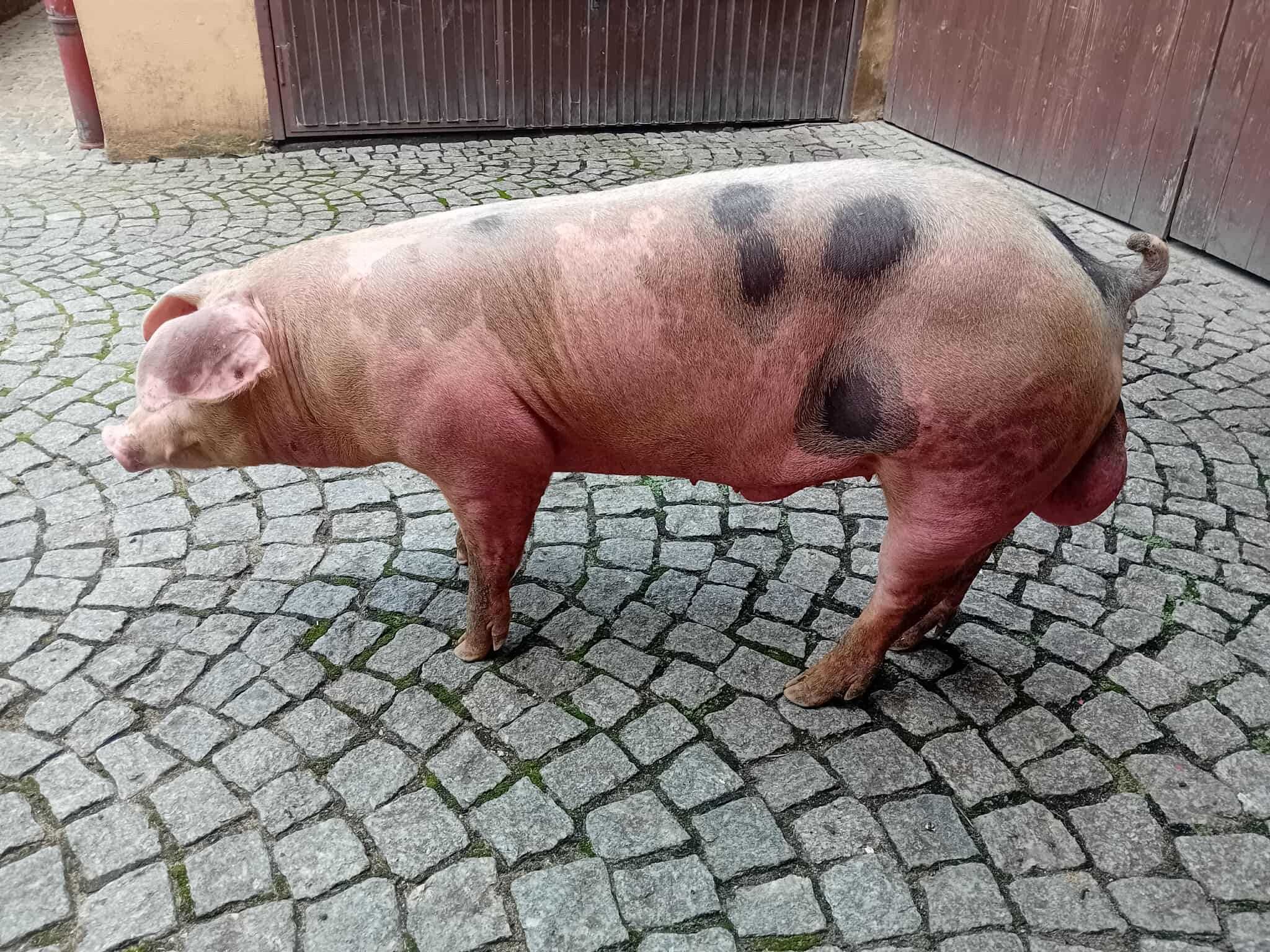 Sprzedam knurka knura