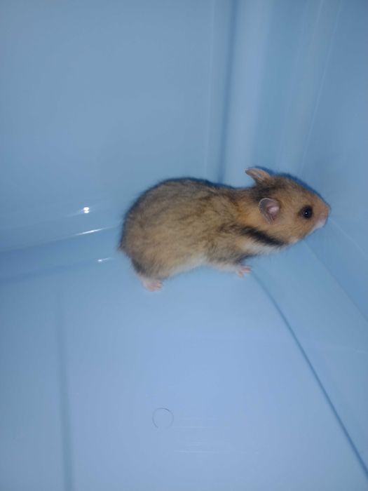 Chomik syryjski dziewczynka odbiór od 1 grudnia