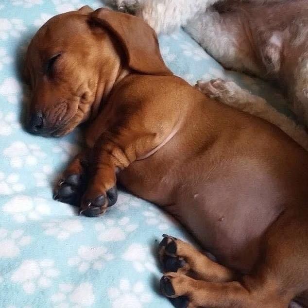 Така красуня, чистокровна такса.