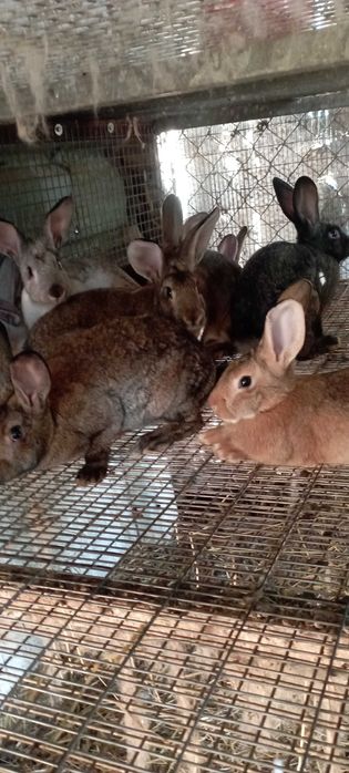 Coelhos para venda
