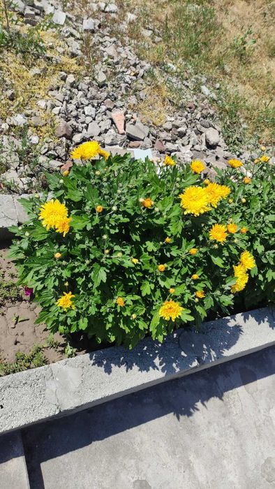 хризантема корейская