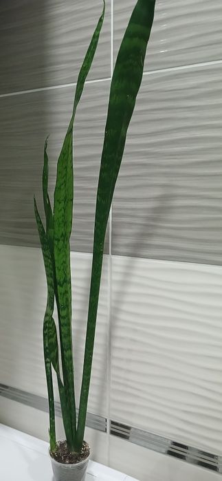 Санси, алоє тигрове