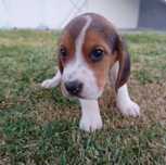 Beagle super simpatico