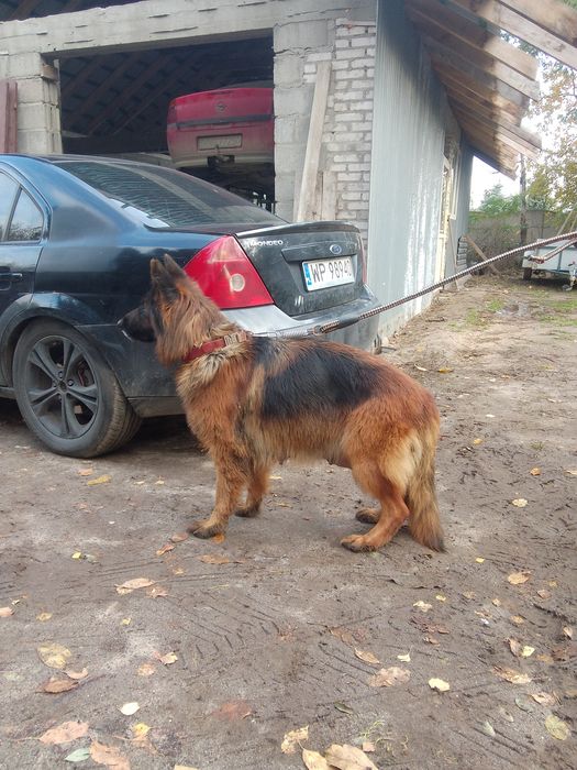 Owczarek niemiecki długowłosy