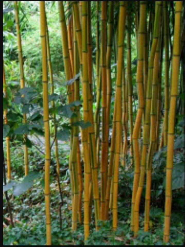 Саджанці морозостійкого бамбуку Phyllostachys aureosulcata