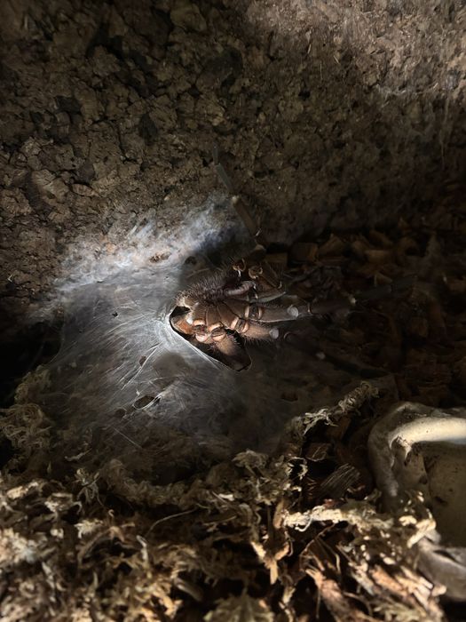 Theraphosa blondi dorosly samiec.