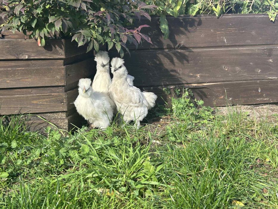 Silka  3 koguty,tata i synowie