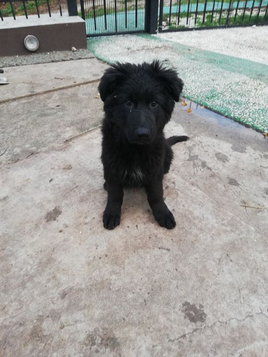 Sprzedam szczeniaka owczarka niemieckiego długowłosego