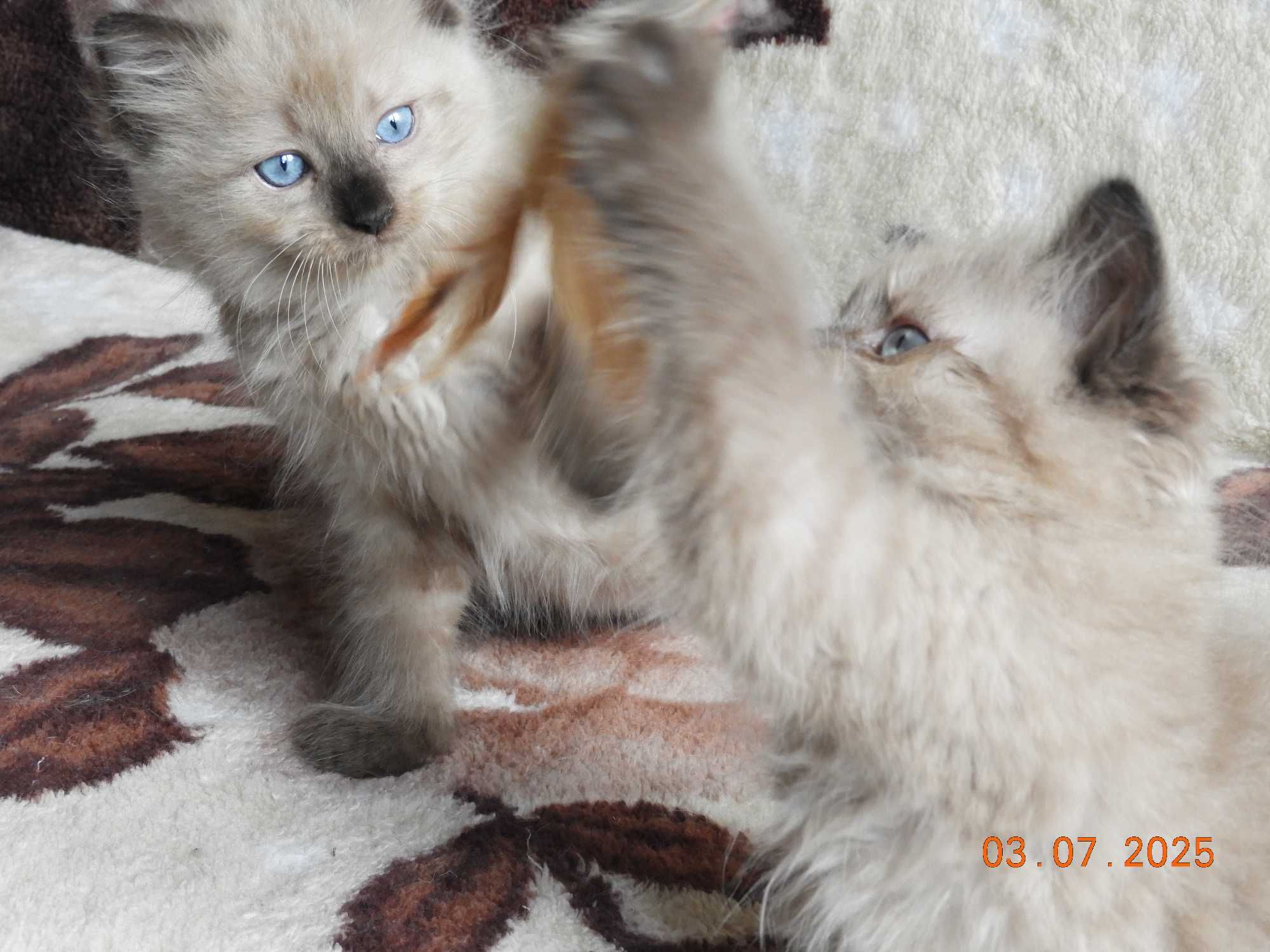 Ragdoll kocurek Mink czekolada rodowód międzynarodowy TICA.