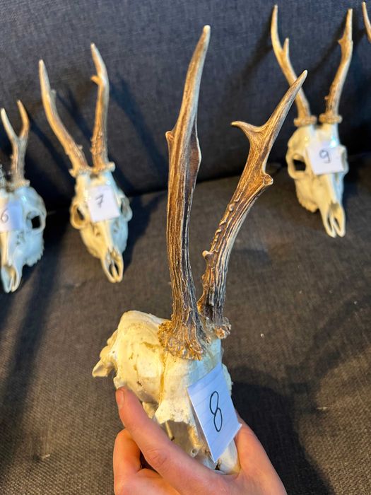 Poroże rogacza sarny parostki - duży wybór - 8