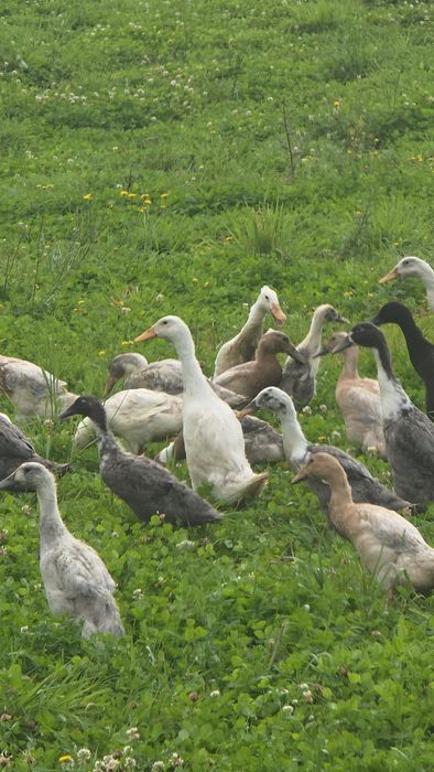 Biegus Indyjski pary